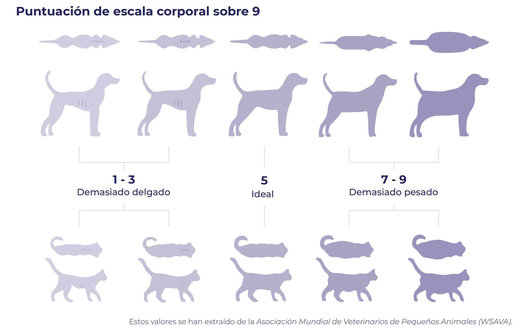 escala corporal animales