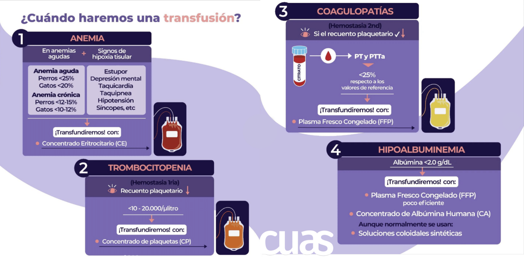 Transfusiones Sangu Neas En Perros Y Gatos Todo Lo Que Debes Saber