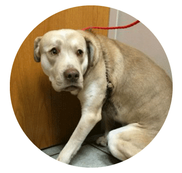 Neutrofilia en perros: Causas, síntomas y tratamiento