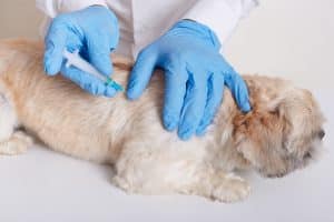 Linfocitosis en perros: Causas, síntomas y tratamiento