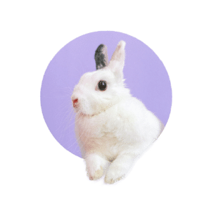 Animales exóticos_ manejo, hospitalización y enfermedades del conejo