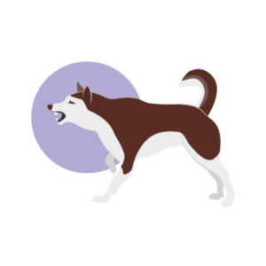 Conducta canina_ técnicas de reducción del estrés en la clínica