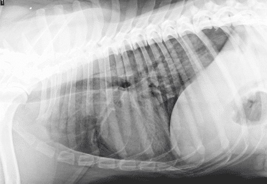 Patrones en radiografía de perro gato