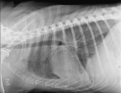 Patrones en radiografía de perro gato