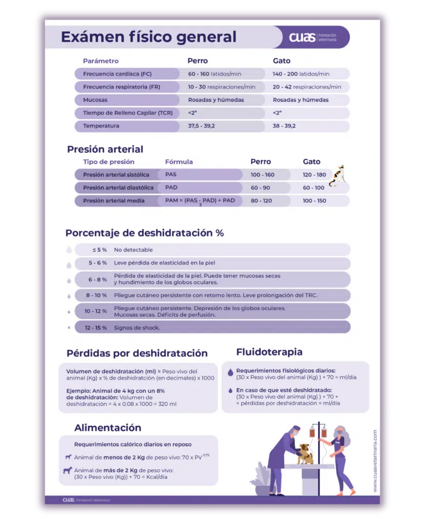 Las 5 mejores cuentas de Instagram para veterinarios novatos