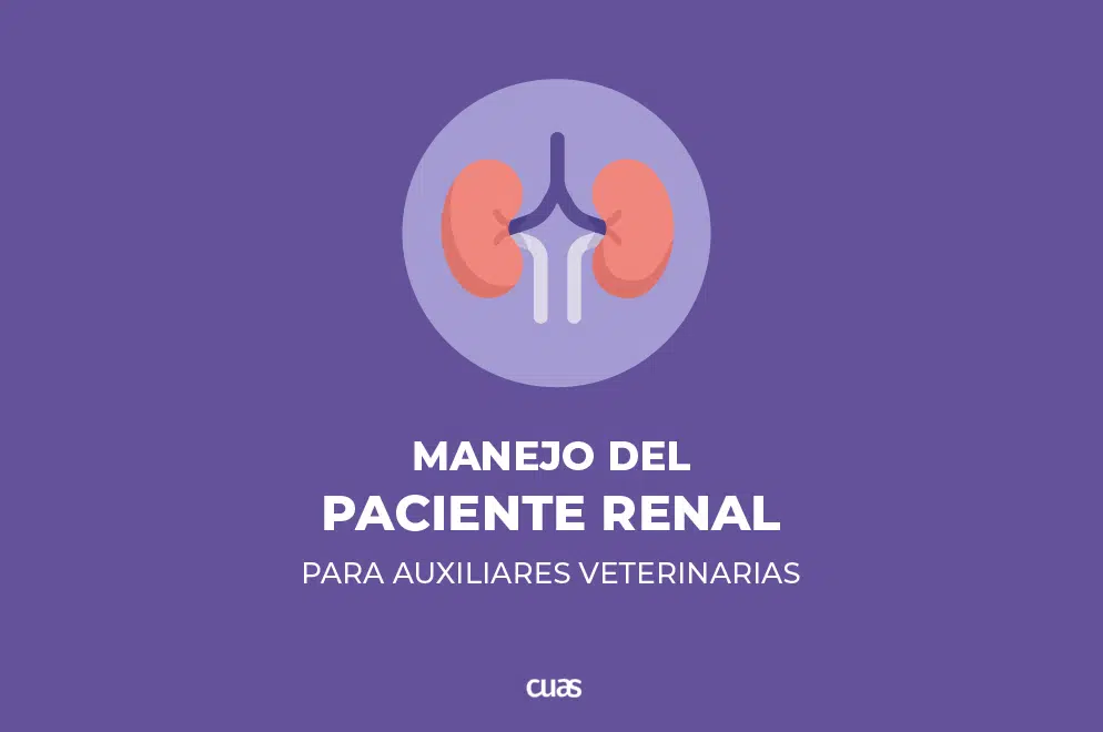 Summer time cursos - ATV