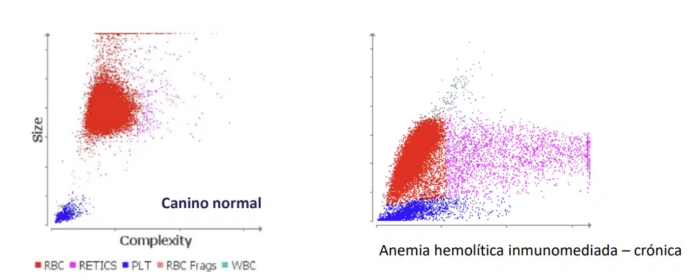 Anemia regenerativa crónica y trombocitosis en perro