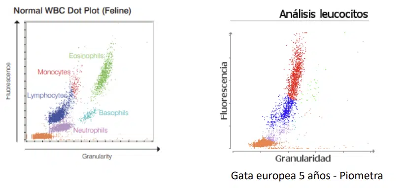 Inflamación hiperaguda en gatos (Procyte DX)