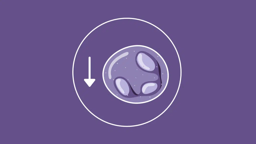 Neutropenia en perros: Causas, síntomas y tratamiento