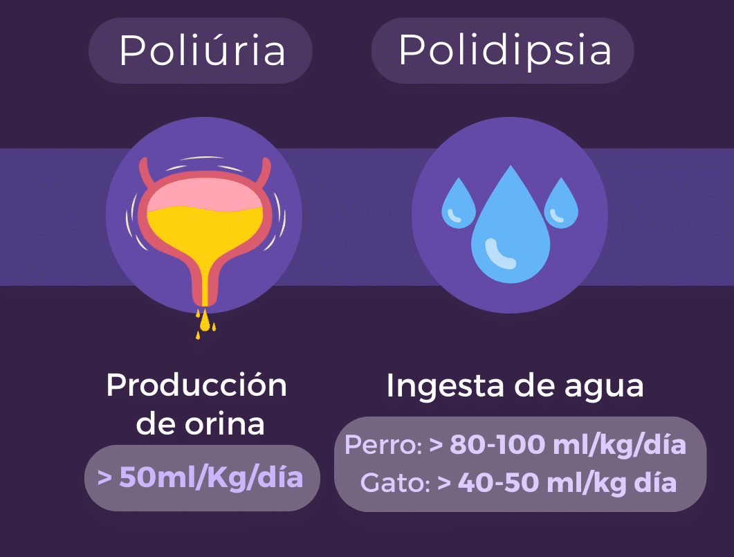 Poliuria-polidipsia