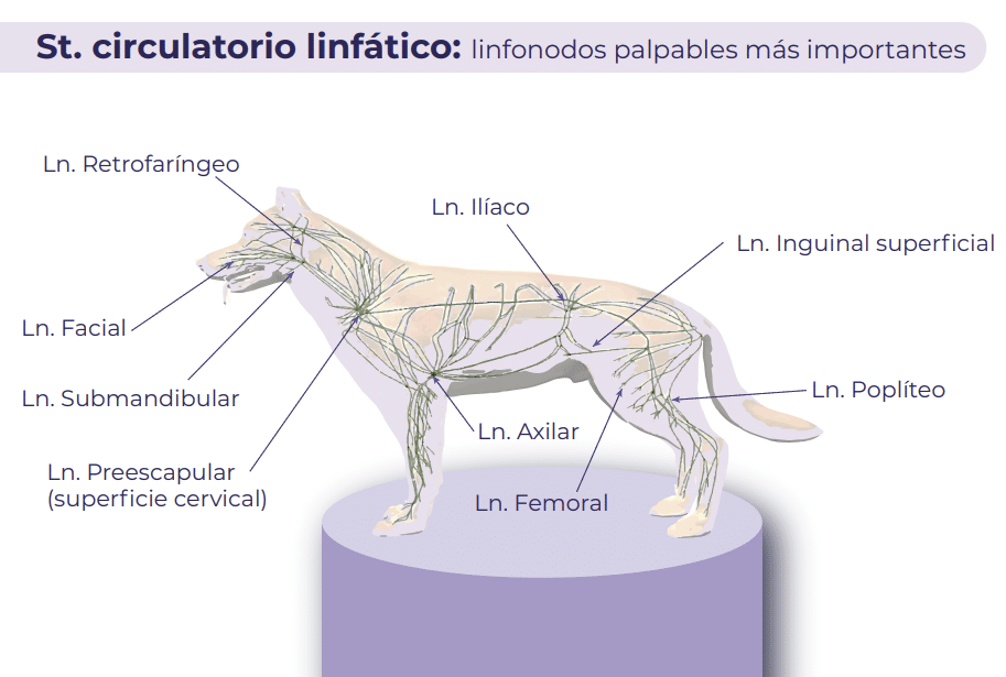 Sistema circulatorio linfático en perros