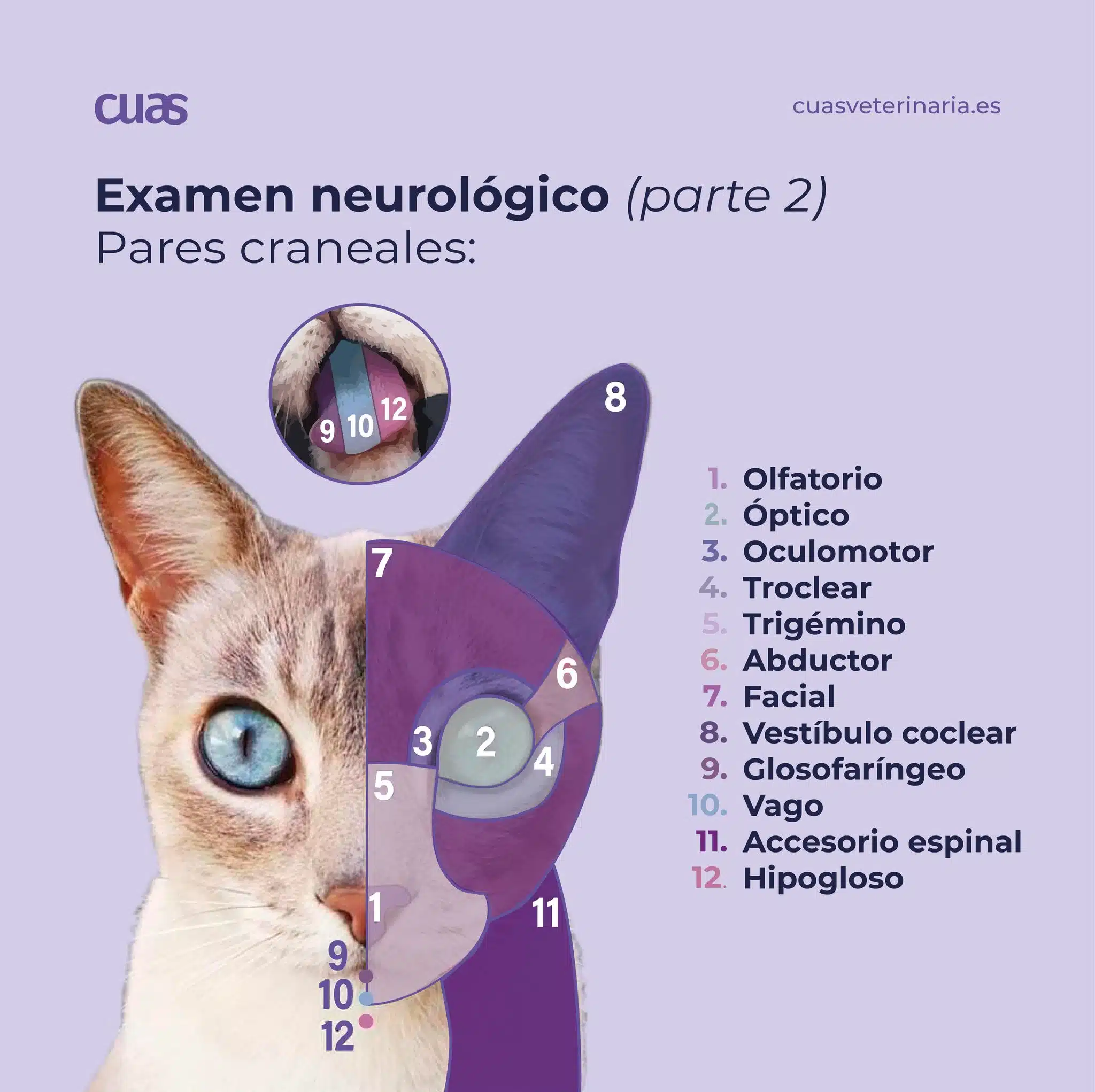 Examen neurológico