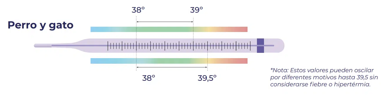 Niveles de fiebre en perros y gatos