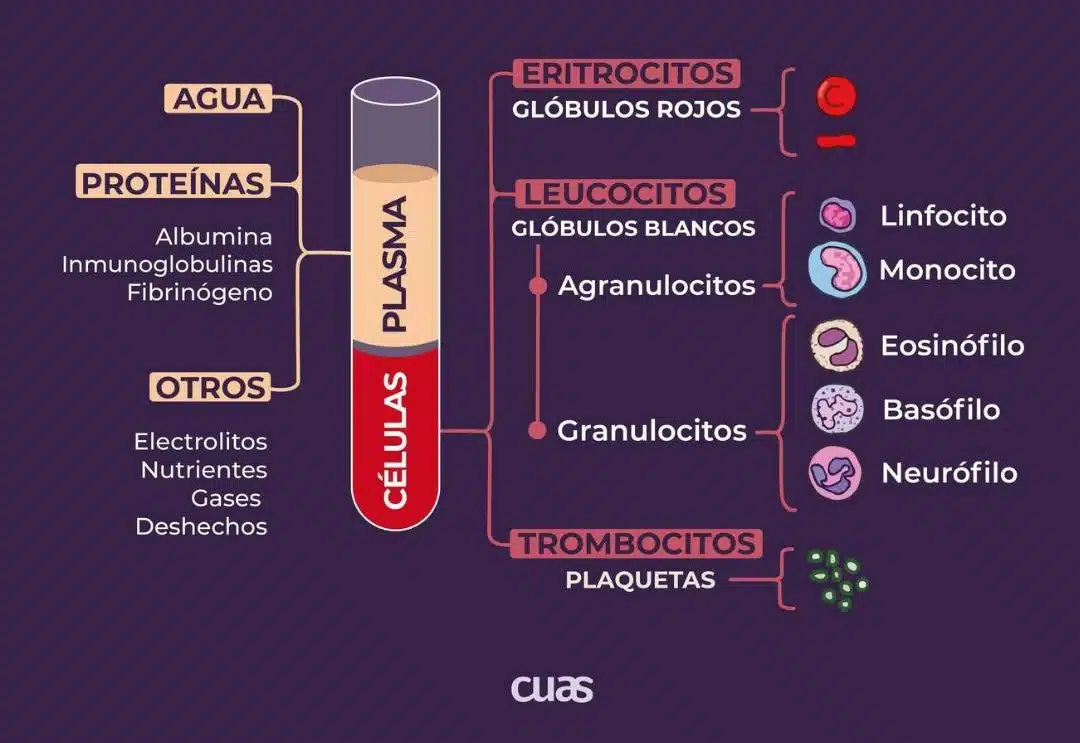 Transfusiones sanguíneas