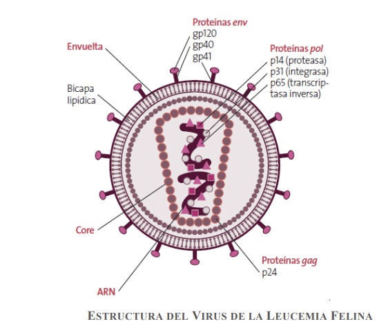 Estructura del virus de la leucemia felina