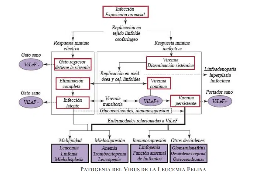 Patogenia del virus de la leucemia felina