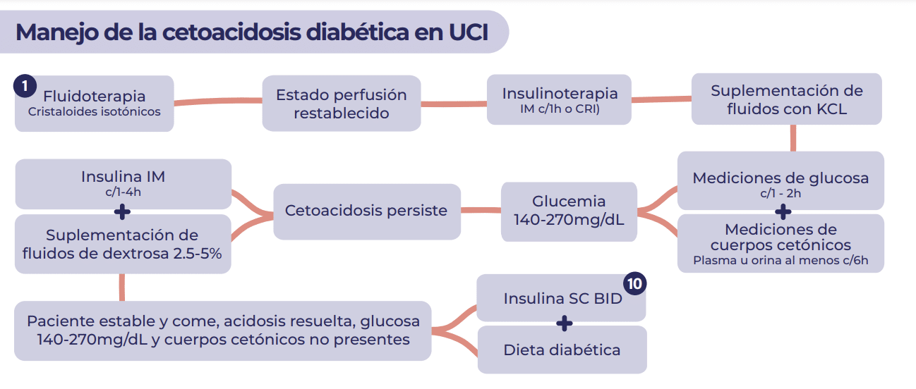 Manejo de la cetoacidosis diabética en UCI