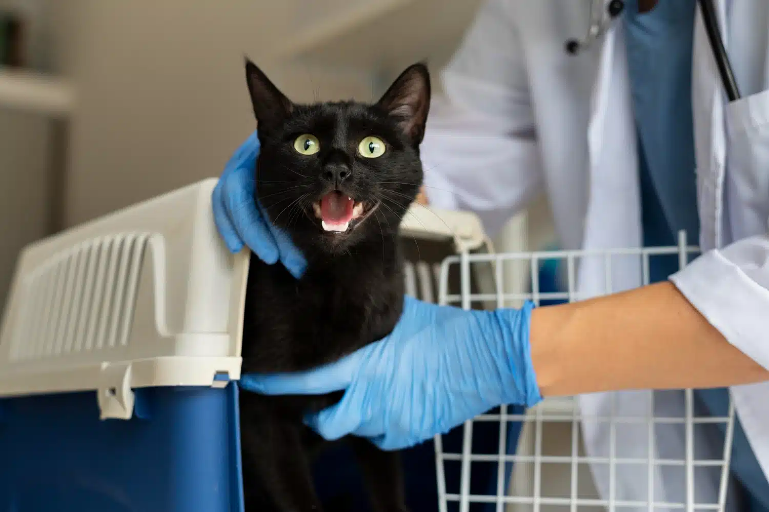 Hipoglucemia en Gatos: Todo lo que necesitáis saber en veterinaria