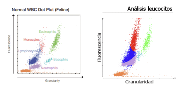 análisis leucocitos