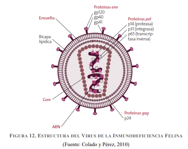 Estructura del virus de la inmunodeficiencia felina