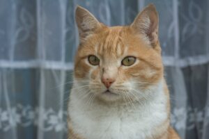 Guía completa sobre la Leishmania en Gatos: Diagnóstico, tratamiento y prevención