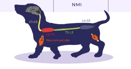 Localización de las lesiones neurológicas en perro y gato