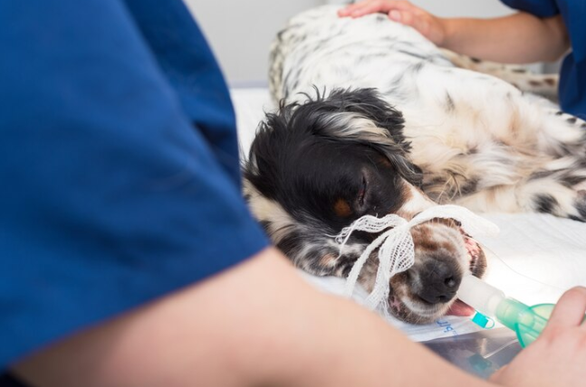 Guía completa sobre las dosis de urgencia para emergencias anestésicas en perros y gatos