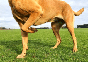 Clasificación de las cojeras en perros y gatos: Entendiendo sus tipos y orígenes