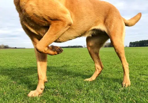 Clasificación de las cojeras en perros y gatos: Entendiendo sus tipos y orígenes