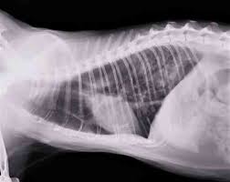 Manejo del edema pulmonar en perros y gatos: Causas, diagnóstico y tratamiento