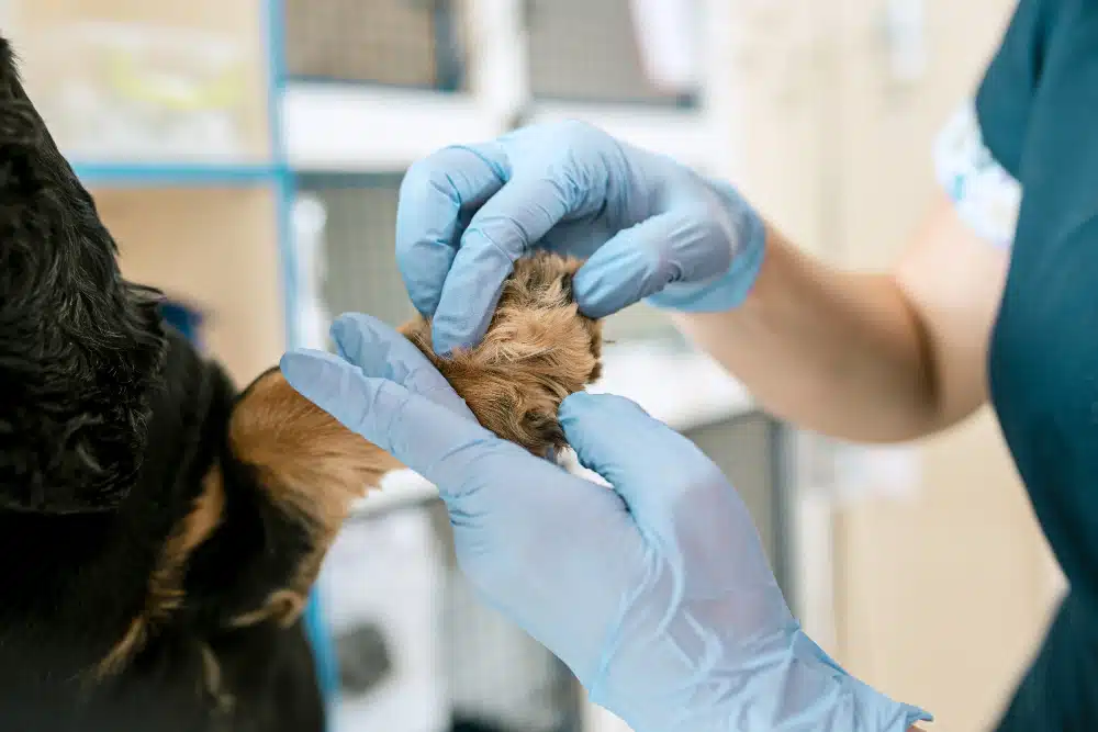 Examen dermatológico: claves para identificar lesiones cutáneas en perros y gatos