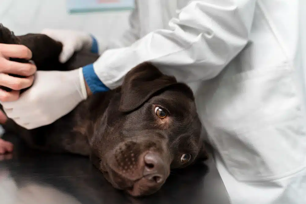 Examen neurológico completo en perro y en gato