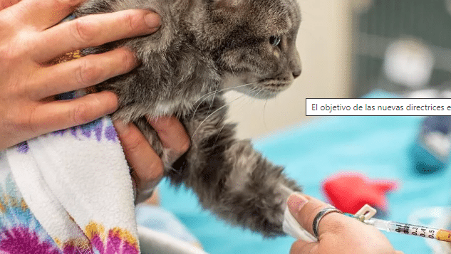 Tipificación de los grupos sanguíneos en gatos: Importancia y proceso