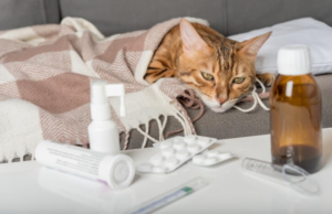 Tratamiento de la insuficiencia renal crónica en gatos: estrategias terapéuticas efectivas