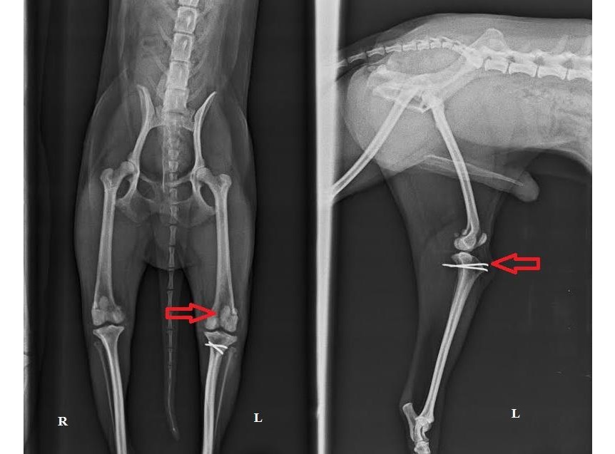 Luxación de rótula en perros y gatos: signos clínicos, diagnóstico y tratamiento