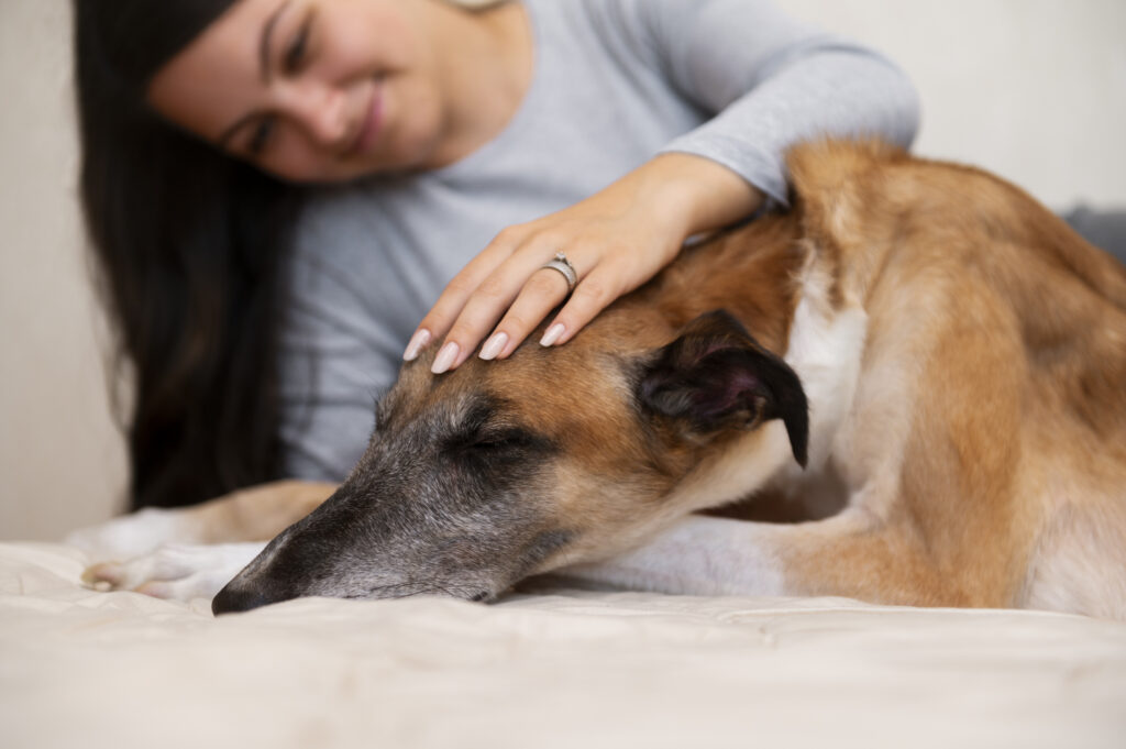 Osteoartritis en perros y gatos: Todo lo que necesitas saber