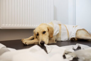 Tratamiento de la insuficiencia renal crónica en perros: estrategias terapéuticas efectivas