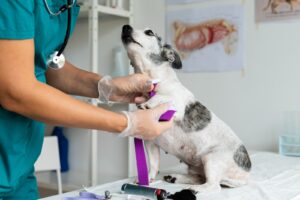 Todo lo que necesitas saber sobre la tipificación sanguínea en perros