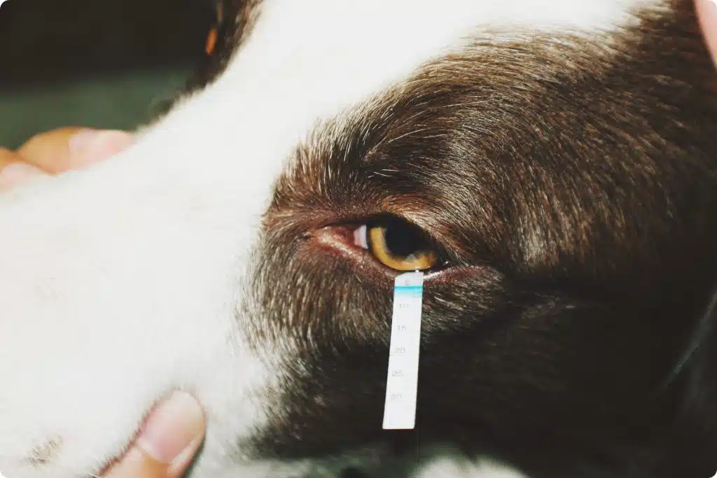 Interpretación del Test de Schirmer en el perro y en el gato