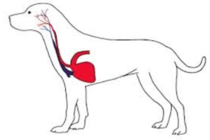 Shock cardiogénico en perros y gatos: Causas, síntomas y tratamiento