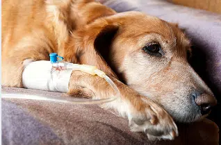 shock hipovolémico en pequeños animales