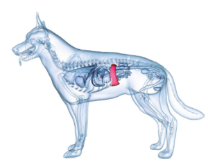 Diagnóstico y tratamiento de la torsión esplénica en perros y gatos: Guía completa para veterinarios
