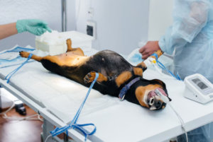 Guía completa sobre las dosis de urgencia cardíaca en perros y gatos