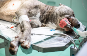 Guía completa sobre las dosis de urgencia para emergencias metabólicas en perros y gatos
