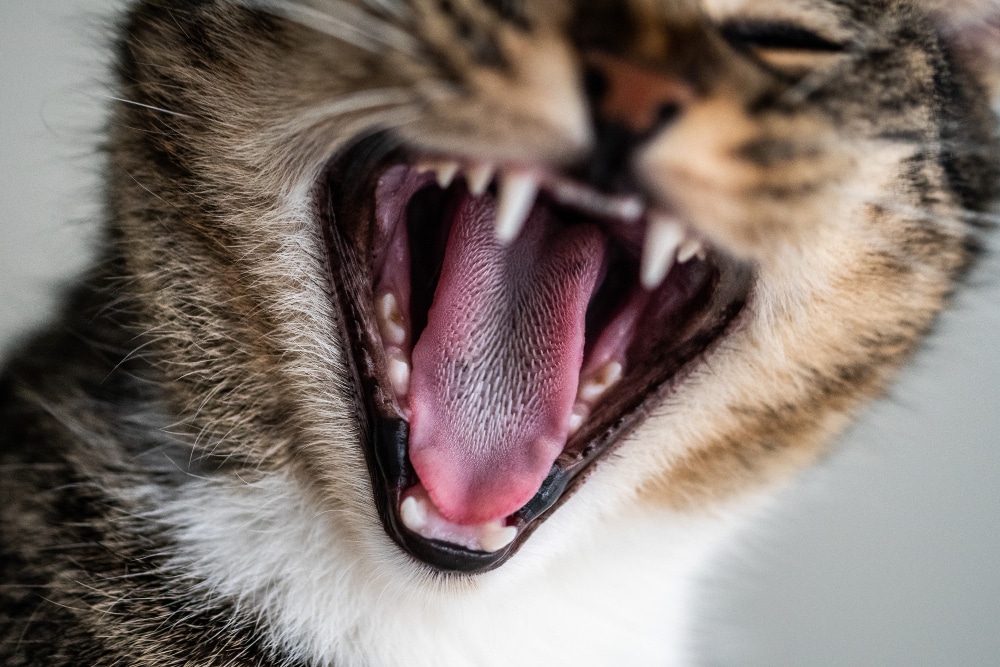 Tratamiento del absceso dental en gatos: Guía completa para veterinarios