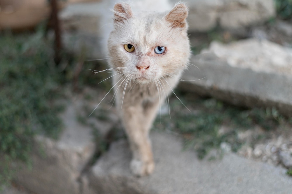 Tipos de alopecia en gatos: Diagnóstico y tratamiento