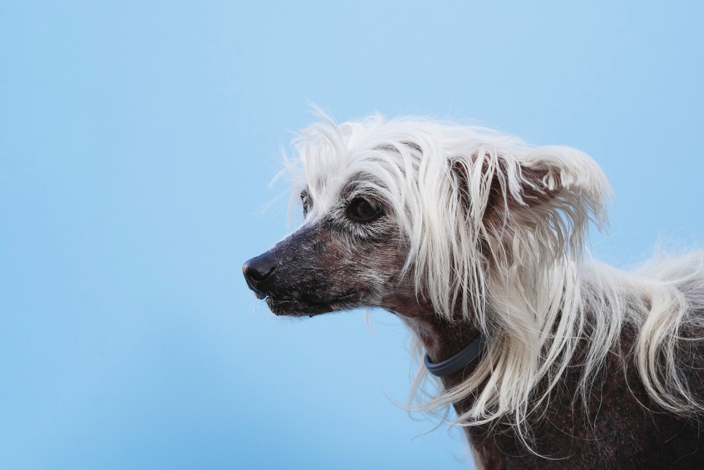 Tipos de alopecia en perros: Diagnóstico y tratamiento