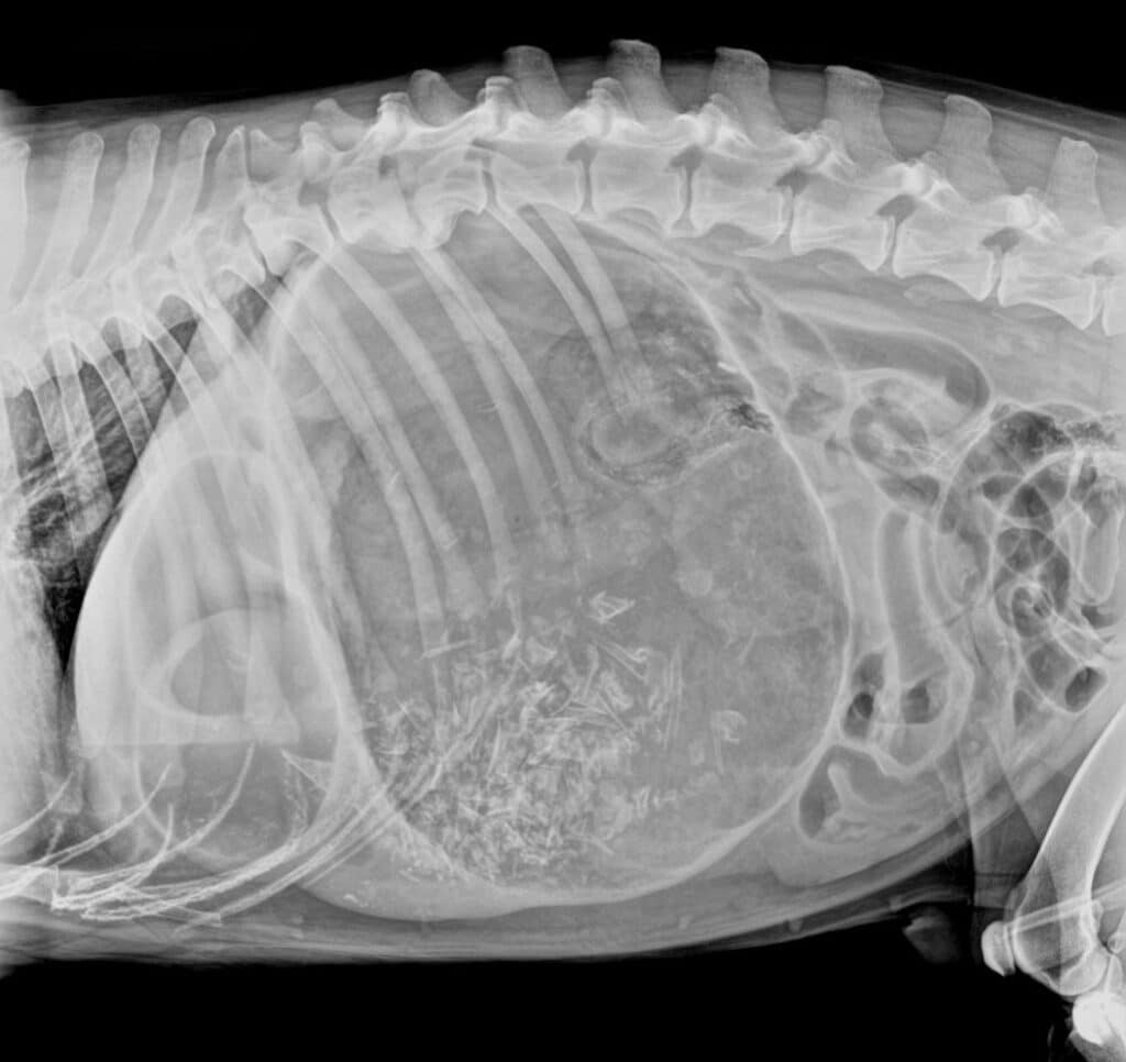Introducción al diagnóstico de la torsión gástrica en perros