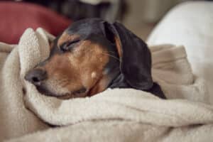 Manejo de la hipotermia en la práctica veterinaria: estrategias efectivas para salvaguardar la salud de perros y gatos 