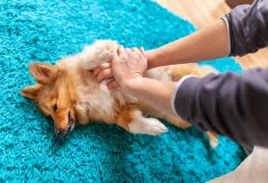 Abordaje de la insuficiencia cardíaca congestiva en perros y gatos